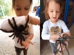 Video : பெரிய சிலந்திக்களுடன் விளையாடி மகிழும் சிறுமி... வாயைப் பிளக்கும் நெட்டிசன்கள்!