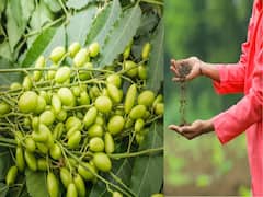 किसानों के लिए बड़े काम की चीज है निंबोली, फायदे जानकर तुरंत इकट्ठा करने लगेंगे