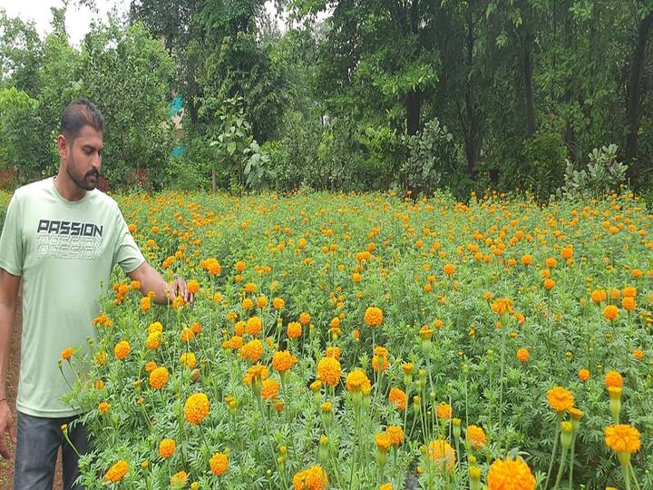 Father and son successfully marigolds Farming in Ratnagiri Success Story : कोकणच्या लाल मातीत पिकवलं पिवळं सोनं, पित्रा पुत्रांचा यशस्वी प्रयोग