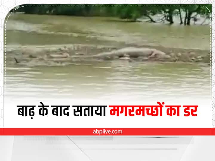 up news auraiya crocodiles panic spread after flood in yamuna river ann Auraiya News: बाढ़ के बाद ग्रामीणों को सताया मगरमच्छों का डर, प्रशासन ने की यमुना किनारे न जाने की अपील