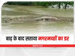 औरैया में बाढ़ के बाद ग्रामीणों को सताया मगरमच्छों का डर, प्रशासन ने की यमुना किनारे न जाने की अपील