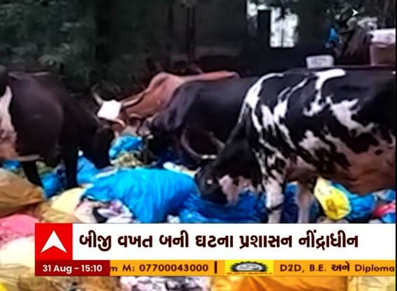 વડોદરાઃ SSG હોસ્પિટલની બેદરકારી, મેડિકલ વેસ્ટ ખાતી ગાયોનો વીડિયો વાયરલ
