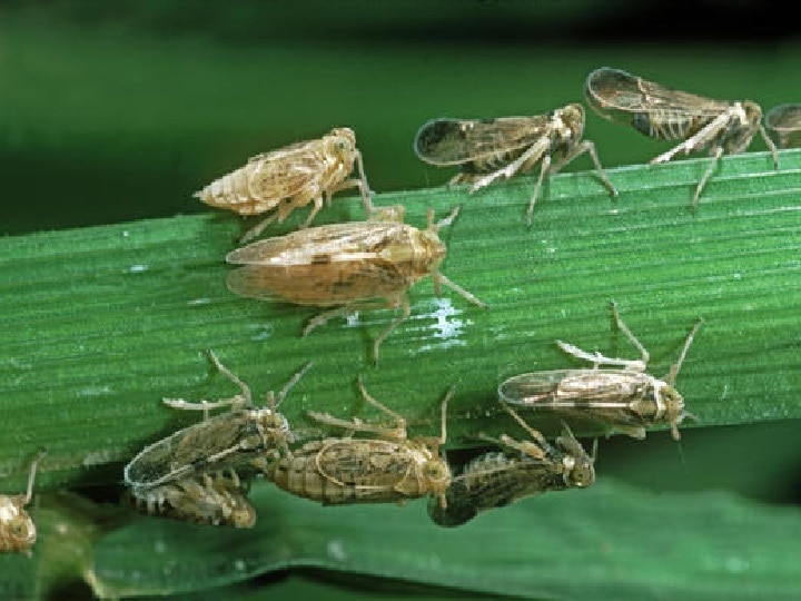 Crop Management: धान की फसल में बौनापन की बीमारी से परेशान हैं किसान, विशेषज्ञ ने बतायें रोकथाम के उपाय