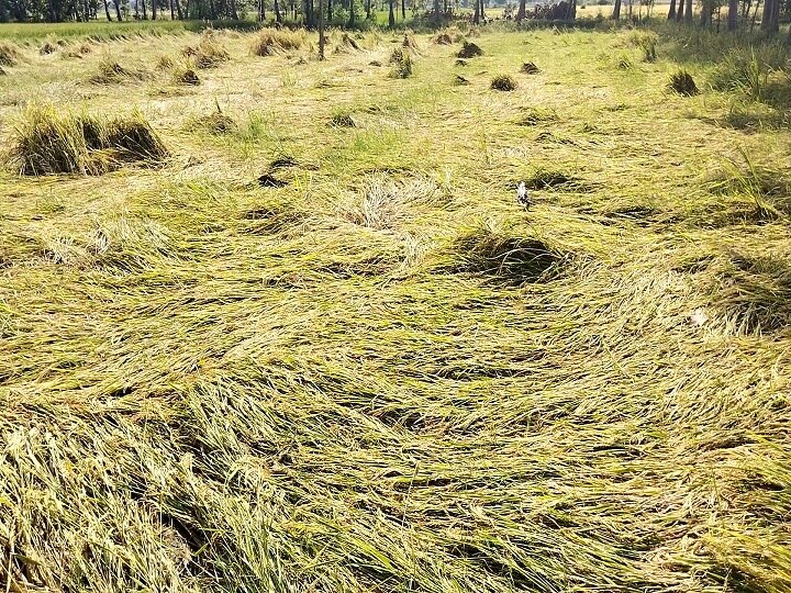 திருவாரூர் மாவட்டத்தில் வெளுத்து வாங்கிய கனமழை - நெல் பயிர்கள் நீரில் மூழ்குவதால் விவசாயிகள் வேதனை