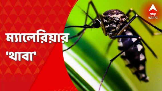 Malaria: রাজ্যে বাড়ছে ম্যালেরিয়া, পাল্লা নিয়ে বাড়ছে উদ্বেগও। Bangla News