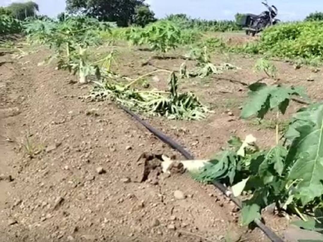30 to 50 trees in papaya garden were damaged by an unknown person in Nandurbar Agriculture News : पपई बागेतील 30 ते 50 झाडांची अज्ञात माथेफिरुनं केली कत्तल, शेतकऱ्यांमध्ये भीतीचे वातावरण