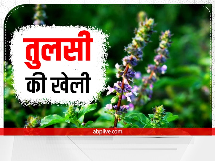 how to make tulsi farming in hindi Tulsi Farming