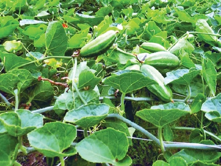 Pointed gourd Farming: ये साधारण-सी सब्जी बदल देगी किसानों का नजरिया, बेहतर उत्पादन के लिये अपनायें खेती का ये खास तरीका