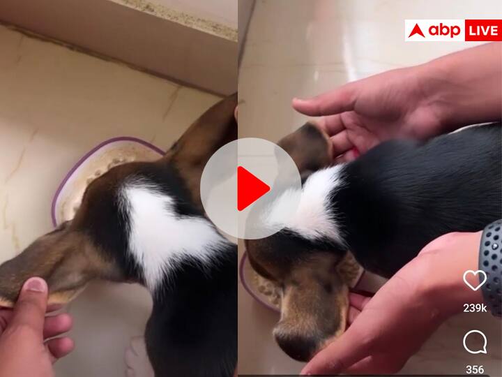 Beagle Puppy has big ears master hold it during his food time viral video on social media Viral Video: बड़े-बड़े हैं पिल्ले के कान, खड़ी कर देते हैं कई मुश्किलें, देखिए कैसे