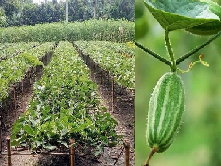cultivation of Pointed gourd to get better production and bumper income in less effort and time Pointed gourd Farming: ये साधारण-सी सब्जी बदल देगी किसानों का नजरिया, बेहतर उत्पादन के लिये अपनायें खेती का ये खास तरीका