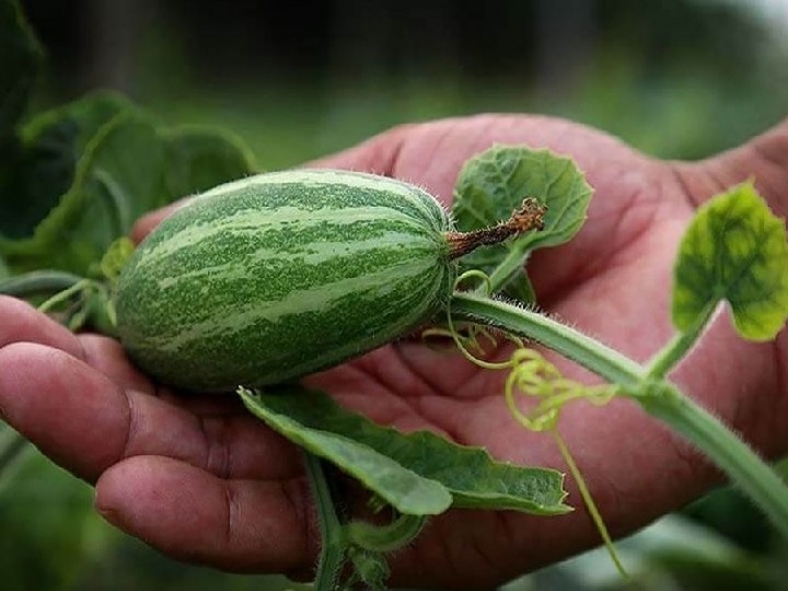 Pointed gourd Farming: ये साधारण-सी सब्जी बदल देगी किसानों का नजरिया, बेहतर उत्पादन के लिये अपनायें खेती का ये खास तरीका