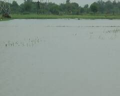 Gandhinagar: ખેડૂતોના હિતમાં સરકારે આપ્યો આદેશ, અતિવૃષ્ટિથી ખેતીને થયેલા નુકસાન અંગે આ ત્રણ તાલુકામાં સર્વે કરાશે