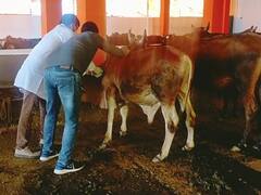 Lumpy Skin Disease: बिजनौर में लंपी स्किन बीमारी का प्रकोप, अब तक 377 मवेशी संक्रमित, चार पशुओं की मौत