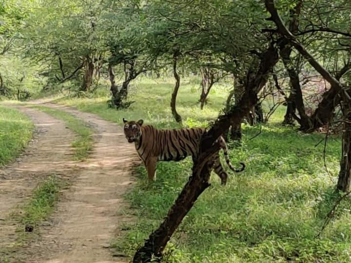 Bundi News: रामगढ़ महल के सॉफ्ट एनक्लोजर में छोड़ी गई बाघिन, टाइगर रिजर्व में छोड़ा गया Bundi tigress T-102 freed from enclosure people will enjoy journey in Ramgarh Sanctuary ann Bundi News: रामगढ़ महल के सॉफ्ट एनक्लोजर में छोड़ी गई बाघिन, टाइगर रिजर्व में छोड़ा गया