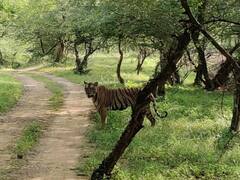 Bundi News: रामगढ़ महल के सॉफ्ट एनक्लोजर में छोड़ी गई बाघिन, टाइगर रिजर्व में छोड़ा गया