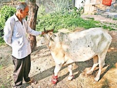 गाय में तनाव बढ़ा देती है लंपी जैसी ये बीमारी, अचानक से घट जाता है दूध उत्पादन