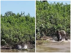 Shocking Video: तेंदुए ने दिखाया अपनी ताकत का नमूना, पानी में घुसकर किया मगरमच्छ का शिकार