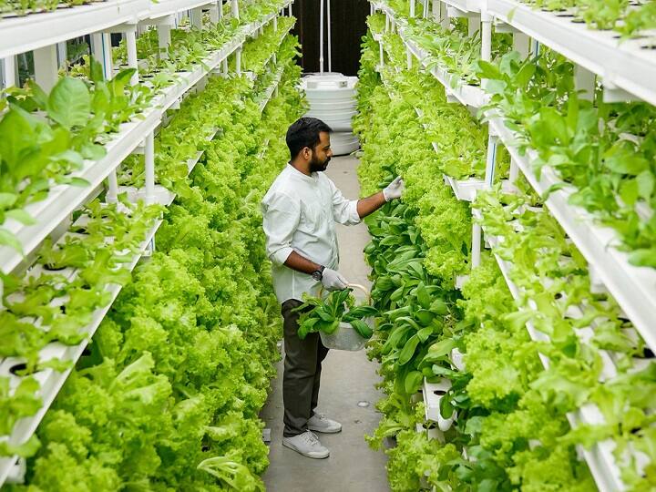 Research Disclosed: गांव से ज्यादा मुनाफा देती है शहरी खेती, इन फसलों से मिलता है 4 गुना ज्यादा उत्पादन Research Disclosed that urban farming is 4 times more beneficial than in the rural farming Research Disclosed: गांव से ज्यादा मुनाफा देती है शहरी खेती, इन फसलों से मिलता है 4 गुना ज्यादा उत्पादन