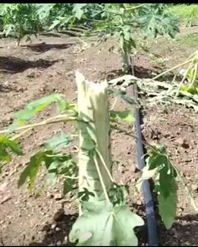 पपई बागेतील 30 ते 50 झाडांची अज्ञात माथेफिरुनं केली कत्तल