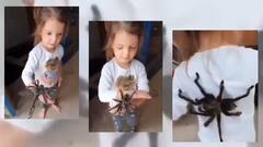 Viral Video: বিষাক্ত মাকড়সা নিয়ে খেলছে খুদে, ভয়ঙ্কর সেই ভিডিও দেখে রোমাঞ্চিত নেটপাড়া