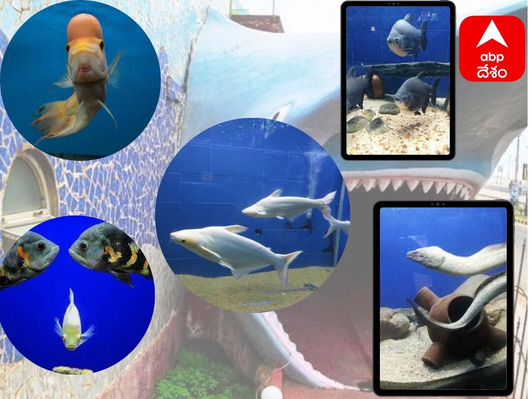 Biggest Aquarium in Vizag With The Name Of Matsya Darshini dnn ఇల్లే అక్వేరియం- ఫిరానా నుంచి ప్రపంచంలోని చాలా రకాల చేపలకు నిలయం