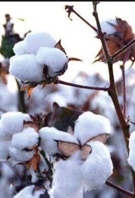 पांढऱ्या सोन्याला जळगावात झळाळी