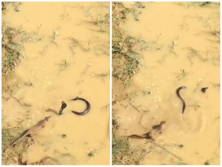 Snake mongoose Fight in swamp Snake lost his life in Fight With mongoose in Viral Video Snake Fight: दलदल में घुसकर नेवले ने सांप पर किया वार, आसानी से बनाया अपना शिकार