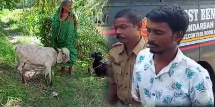 South 24 Parganas Namkhana man accused of physically assaulting a cow the animal dies after bleeding Namkhana News: রাতের অন্ধকারে গোয়ালে ঢুকে ধর্ষণ, রক্তক্ষরণে মৃত্যু গাভীর, ধৃত অভিযুক্ত যুবক