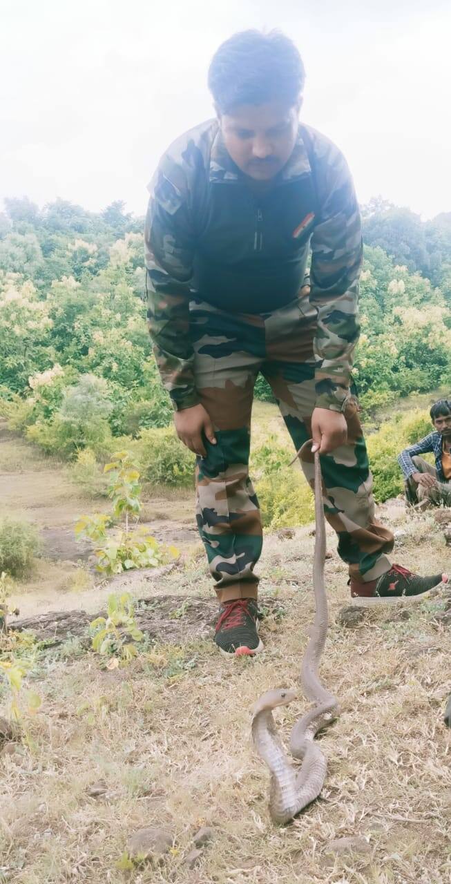 याचवेळी आणखी दोन विषारी नागही पकडण्यात आले.