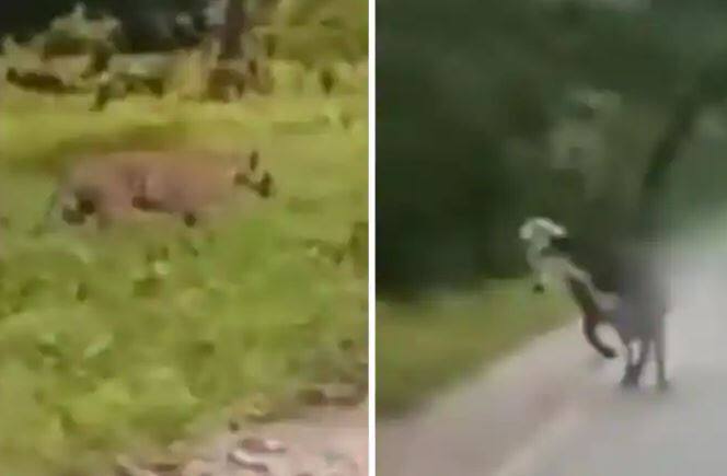Tiger was seen running away from the bull in Viral Video Viral Video: Viral Video: ਬਲਦ 'ਤੇ ਹਮਲਾ ਕਰਨਾ ਚੀਤੇ ਨੂੰ ਪਿਆ ਭਾਰੀ, ਇੰਝ ਬਚਾਈ ਜਾਨ