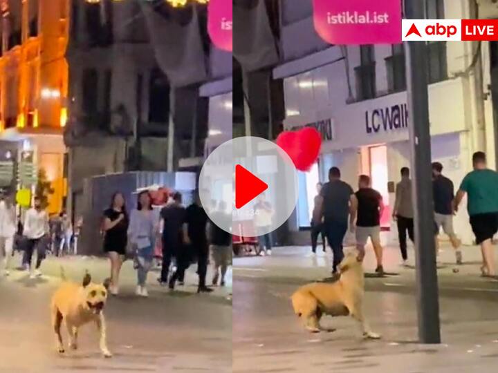 तुर्की में 'दिल' से खेलता नजर आया एक कुत्ता, Video देखकर समझ जाओगे Dog Playing With Heart Shape Balloon On Road In Turkey Amazed Internet Users Viral Video on Social media तुर्की में 'दिल' से खेलता नजर आया एक कुत्ता, Video देखकर समझ जाओगे