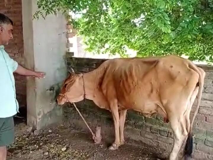 Hapur News: हापुड़ के 52 गांवों में पहुंचा लंपी वायरस, 213 गोवंश हुए संक्रमित, एक की हुई मौत UP News Hapur Lumpy virus is spreading rapidly which has now spread to 52 villages ANN Hapur News: हापुड़ के 52 गांवों में पहुंचा लंपी वायरस, 213 गोवंश हुए संक्रमित, एक की हुई मौत