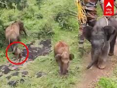 Baby Reunited With Mother in Masinagudi : 3 நாள் பாசப்போராட்டம்தாயுடன் சேர்ந்த குட்டியானை ..