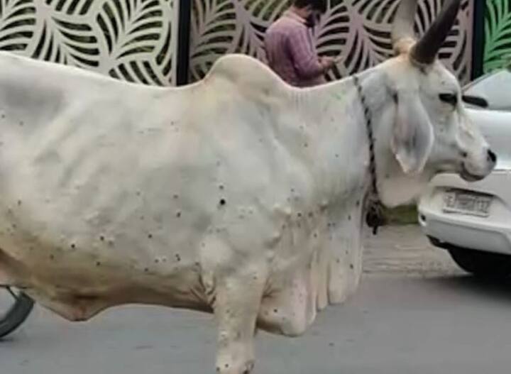 Uttarakhand News Many animals died due to Lumpy virus disease in Haridwar ann Haridwar में लंपी वायरस का कहर, इलाज नहीं मिलने की वजह से कई पशुओं की मौत