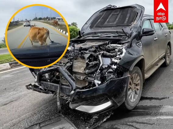 Stray Cow Accidents : தொடர்ந்து அதிகரிக்கும் சாலை விபத்துகள்.. பசுக்களால் திணறும் மத்திய பிரதேசம்..