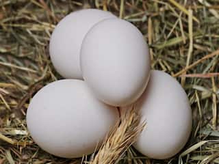 Mumbai: मुंबई के लोगों पर महंगाई की मार! 90 रुपये दर्जन बिक रहा अंडा, टूटे सभी रिकॉर्ड