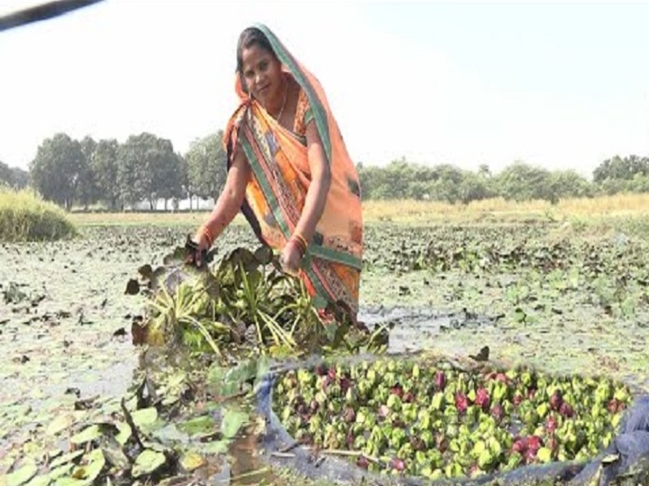 farmers in Madhya Pradesh are getting subsidy of up to 25% for cultivation of singhara Waterchest nut | Subsidy Offer: सिंघाड़ा की खेती से होगी लाखों की कमाई, इस राज्य में किसानों