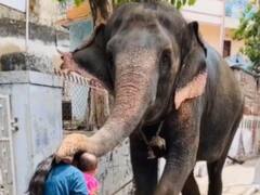 শুঁড় তুলে আশীর্বাদ তরুণী ও সন্তানকে, গজরাজ রূপে সিদ্ধিদাতার আশীর্বাদ নাকি? ভিডিও ঘিরে হইচই