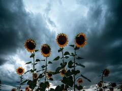 Maharashtra Rain : महाराष्ट्रात आत्तापर्यंत सरासरीपेक्षा 18 टक्के अधिक पाऊस, नाशिकसह वर्धा जिल्ह्यात सर्वाधिक पावसाची नोंद