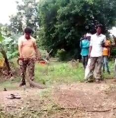 Photo : अबब! दहा फुटी अजगर पाहून शेतकऱ्यांना फुटला घाम...