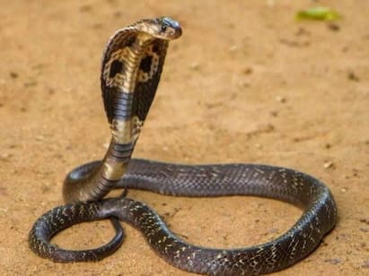 10 foot long king cobra hiding in car travels for 200 km in Kerala கார் என்ஜினில் பதுங்கி ஒரு மாதம் பயணம்!  சுமார் 200 கி.மீ ட்ராவல் செய்த ராஜ நாகம்!
