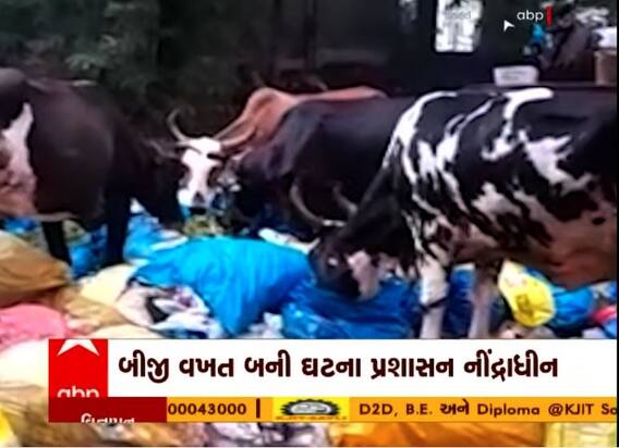 વડોદરાઃ SSG હોસ્પિટલની બેદરકારી, મેડીકલ વેસ્ટ ખાતી ગાયોનો વીડિયો વાયરલ