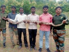 Photo : अबब! दहा फुटी अजगर पाहून शेतकऱ्यांना फुटला घाम...