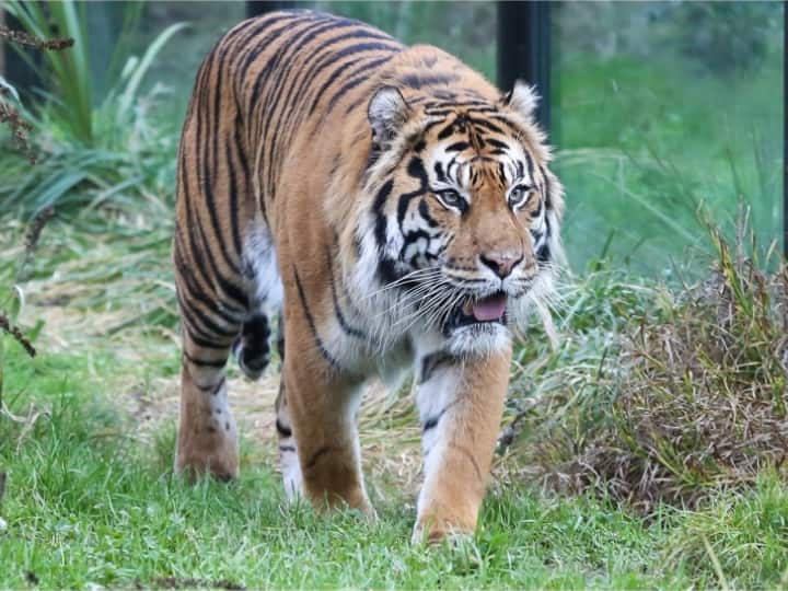 mahisagar People claimed to seen tiger in khanpur forest area department engaged in investigation Mahisagar News: महिसागर के खानपुर इलाके में लोगों ने किया बाघ देखे जाने का दावा, पड़ताल में जुटा वन विभाग