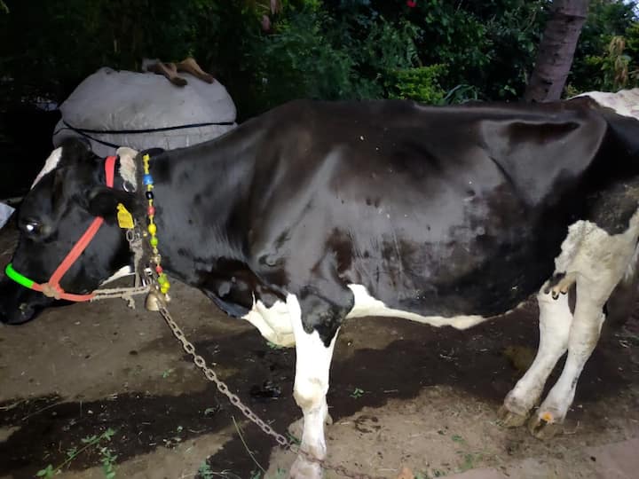 अहमदनगरच्या पारनेर तालुक्यात लम्पी आजराची जनावरे आढळून येतात...पशुसंवर्धन विभागाकडून लसीकरण हाती घेण्यात आलाय...त्यामुळे वेळीच या आजाराला रोखण्यात प्रशासनाला यश येतंय.