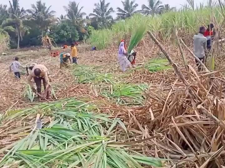 Sugarcane crushing season will start 15 days earlier in maharashtra Attention to the decision of the State Govt Sugarcane Crushing : राज्यात ऊस गळीत हंगाम 15 दिवस आधीच सुरु होणार? साखर आयुक्तालयाची राज्य सरकारला शिफारस
