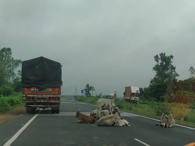 Madhya Pradesh Road Accident Increases as Highest Number of Stray Cattles in Highways Know More Details MP Road Accident: நெடுஞ்சாலையில் தொடர்ந்து பலியாகும் மாடுகள்.. தீர்வு என்ன..? எச்சரிக்கும் சமூக ஆர்வலர்கள்...!