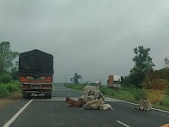 MP Road Accident: நெடுஞ்சாலையில் தொடர்ந்து பலியாகும் மாடுகள்.. தீர்வு என்ன..? எச்சரிக்கும் சமூக ஆர்வலர்கள்...!