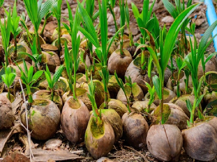 Coconut Day 2022: हर पेड़ से 80 फल और 80 साल में लाखों का मुनाफा देगा नारियल, इन 21 राज्यों में कर सकते हैं खेती