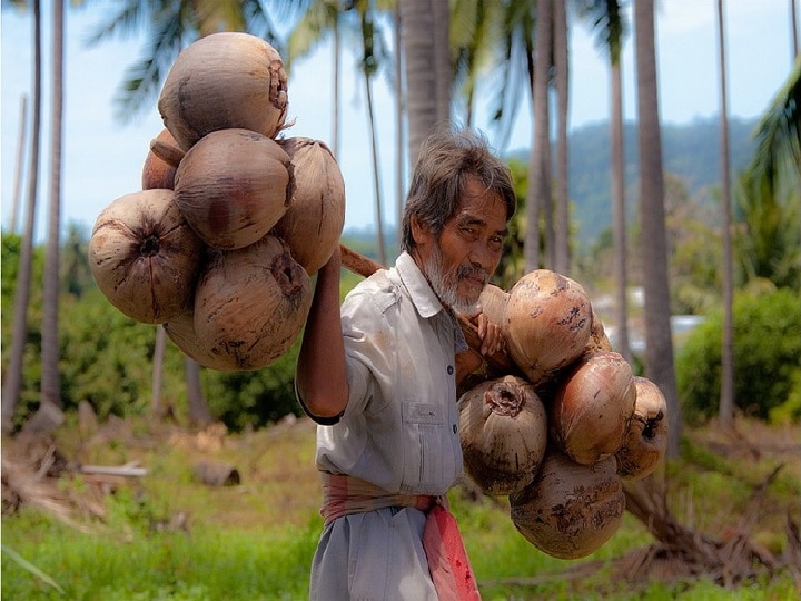 Coconut Day 2022: हर पेड़ से 80 फल और 80 साल में लाखों का मुनाफा देगा नारियल, इन 21 राज्यों में कर सकते हैं खेती